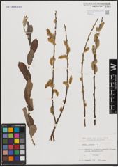 Foto von Salix cinerea L.